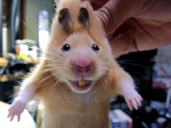 Animated Animals, Cute Animals, Animated Graphics. Keefers gif by ...
