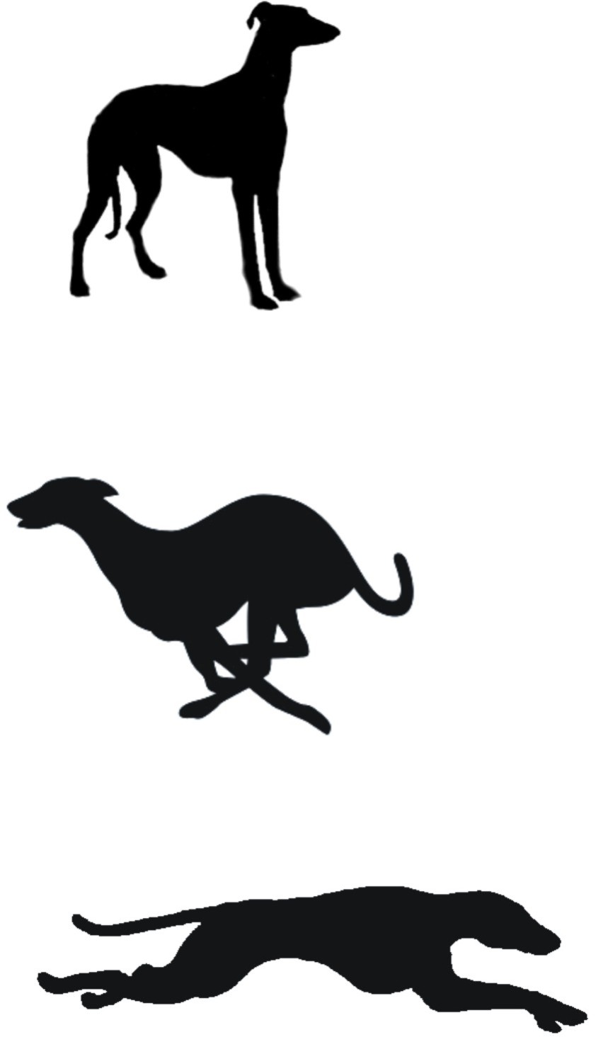 Pix For > Cute Greyhound Clipart