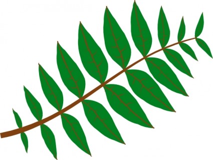 Pinnate Leaf clip art Free vector in Open office drawing svg ...