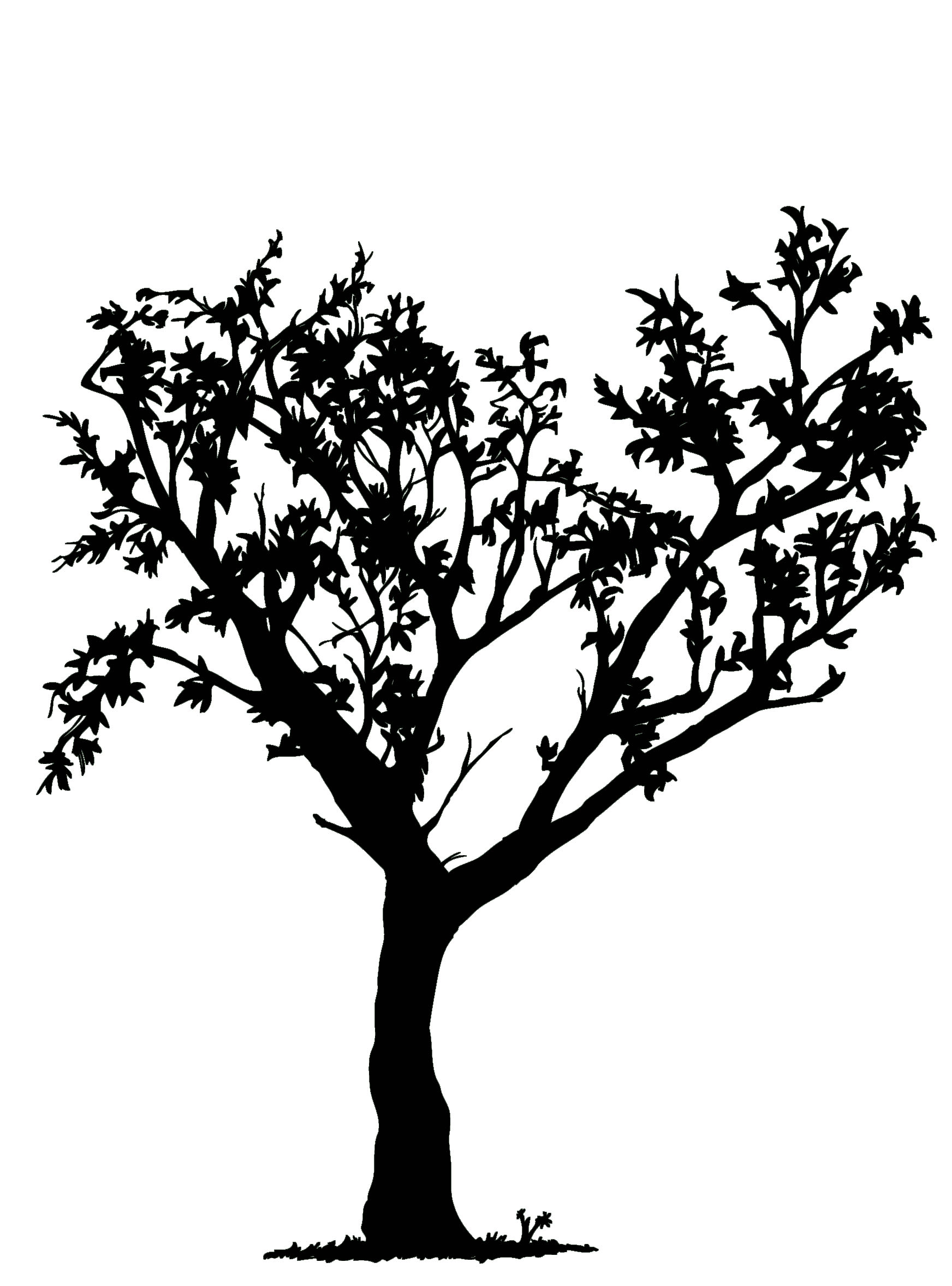 Black And White Tree Drawing Cliparts.co
