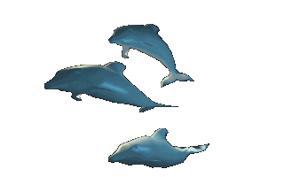 Dolphins, sharks, whales, water and sea animations