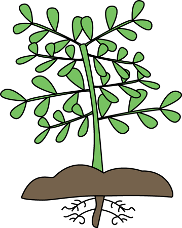 Plant with Roots Clip Art - Plant with Roots Vector Image