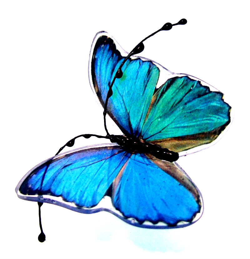 Blue Morpho Godarti Butterfly Rings are Back in Stock - Night Sky ...