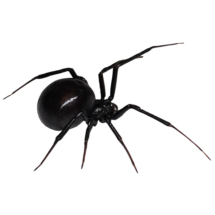 Popular items for black widow spider on Etsy
