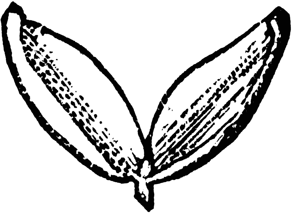 Silver Maple Seed Open | ClipArt ETC