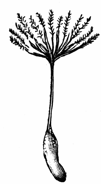 Dandelion Seeds | ClipArt ETC