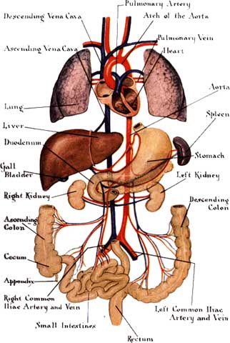 human body organ systems 860 Basic Human Body System | www ...