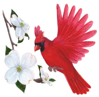 State Birds and Flowers: New Mexico thru South Carolina