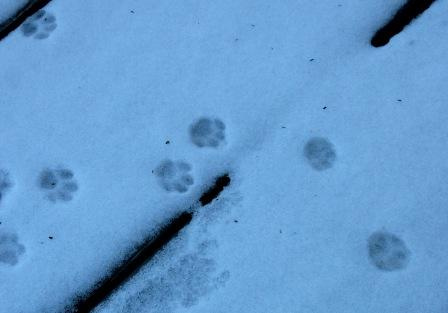 Cat's Footprints in Snow | Flickr - Photo Sharing!