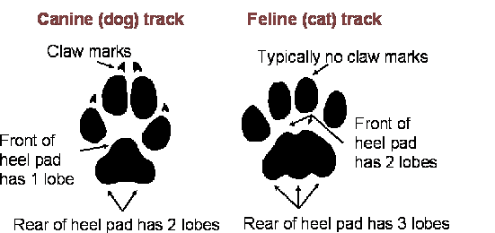 DNR - Distinguishing Cougar, Coyote, and Bobcat Tracks