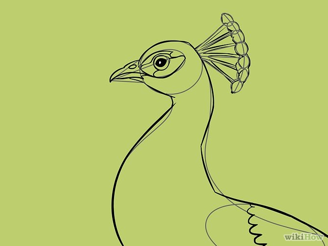 4 Ways to Draw an Exotic Peacock - wikiHow