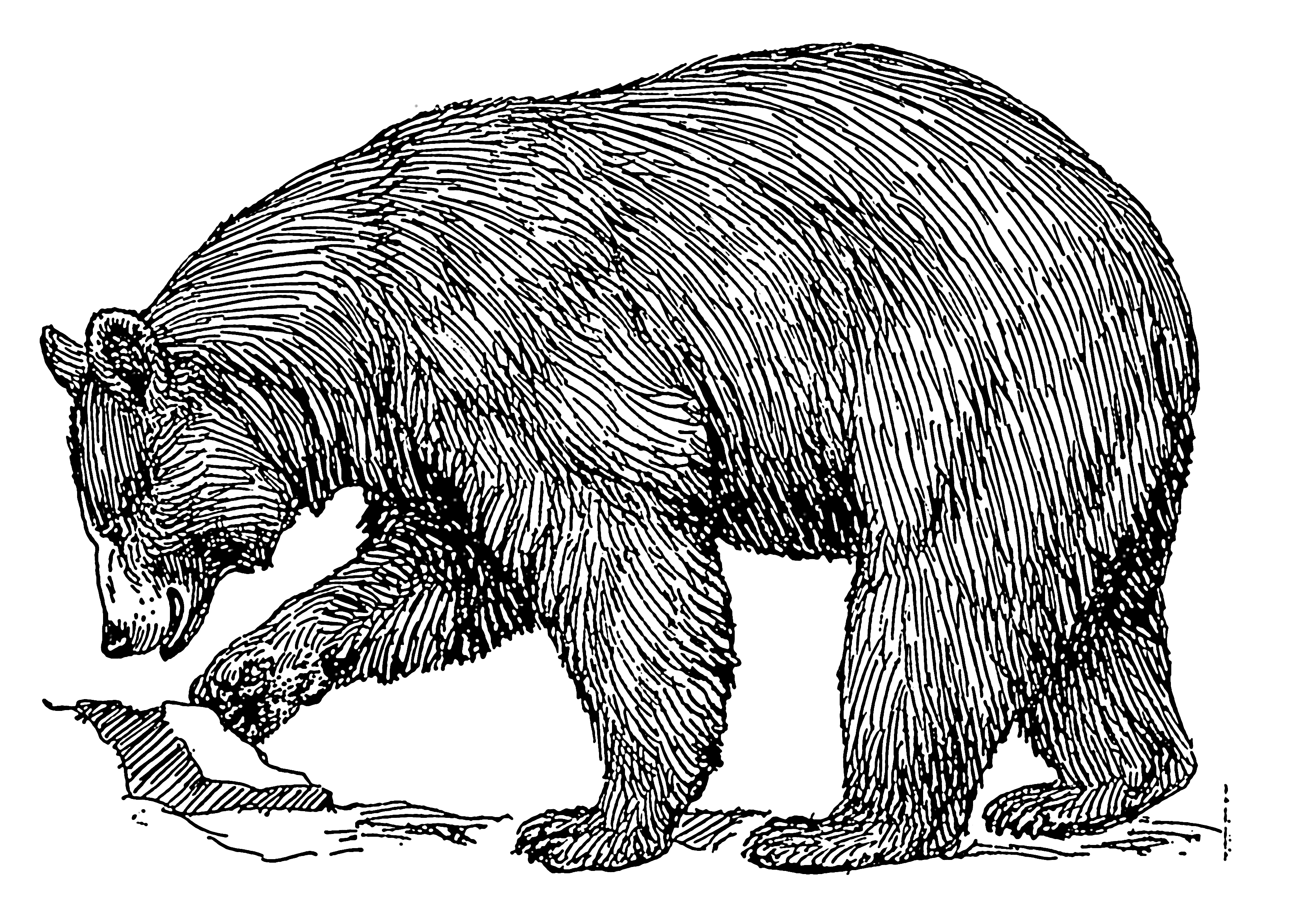 Bear Drawing Cliparts co Bear Drawing Cliparts co