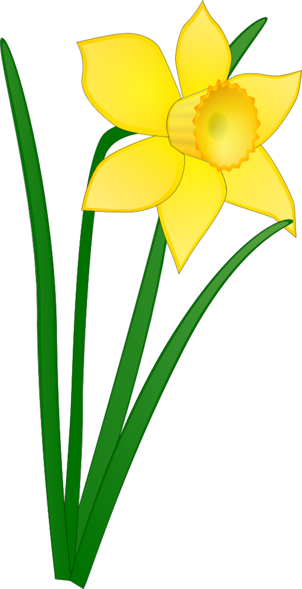 Daffodil flower - vector Clip Art