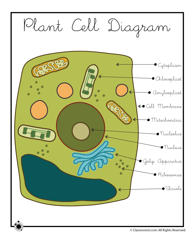 Plant Cell Diagram For Kids Science Click And Tattoo