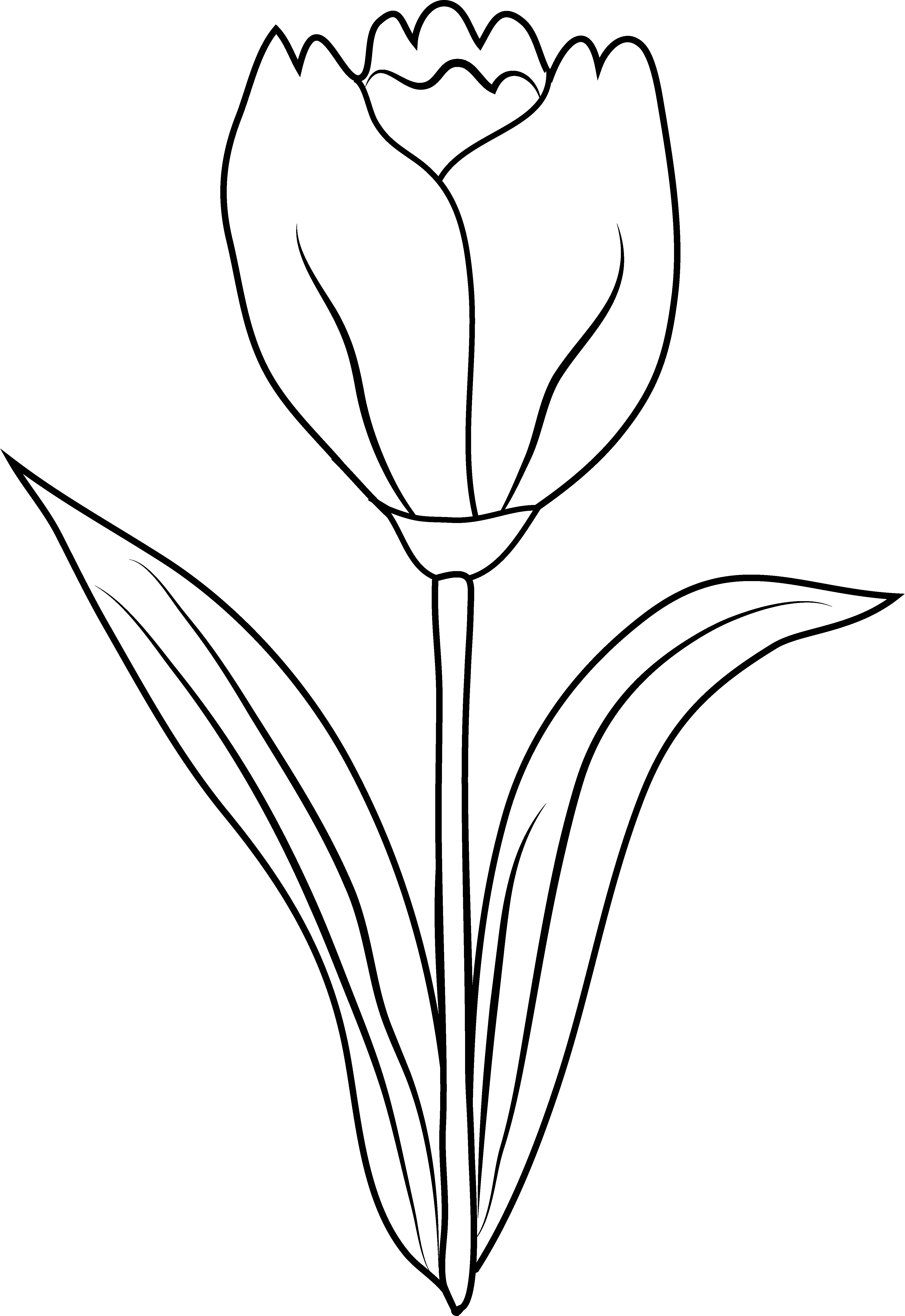 Clipart Flower Black And White Cliparts.co