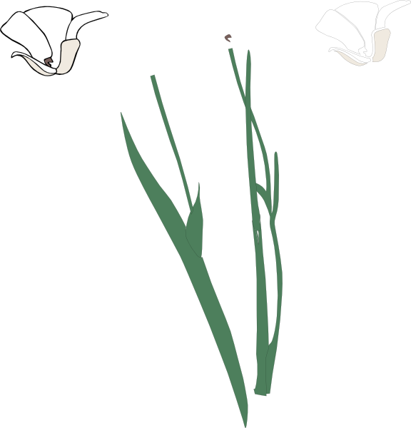 White Long Stem Flower Broke Apart clip art - vector clip art ...