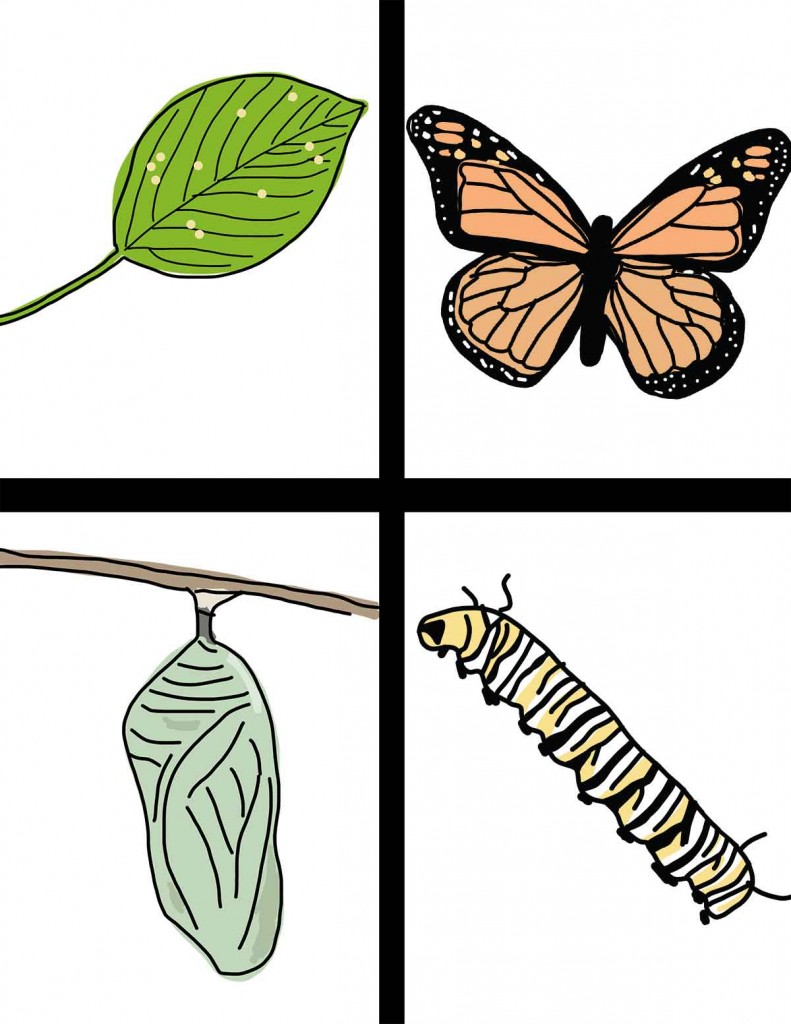 Life Cycle of the Butterfly: Hand-Drawn Clipart | ezk12lessons.