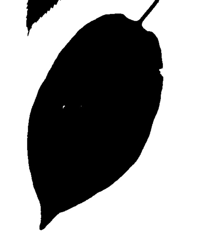 clipart leaf silhouette - photo #33