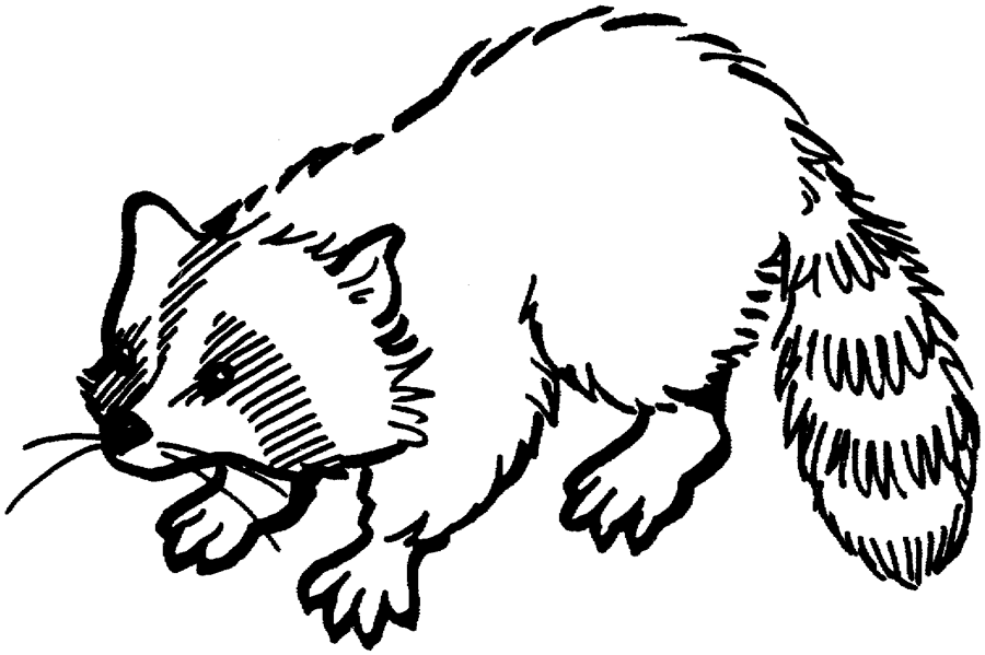 Raccoon Coloring Pages - Free Coloring Pages For KidsFree Coloring ...