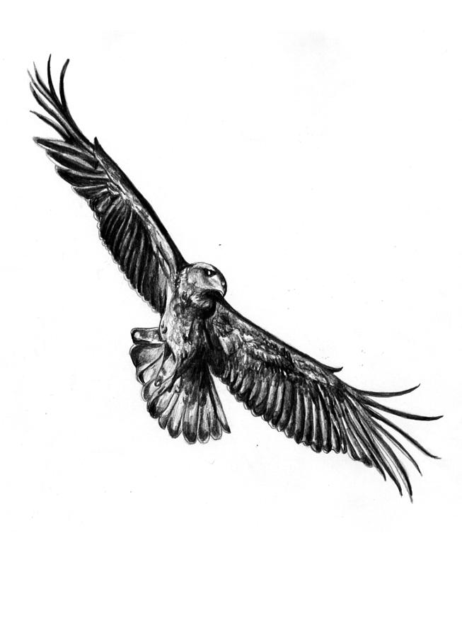 Soaring Eagle Sketch Images & Pictures - Becuo
