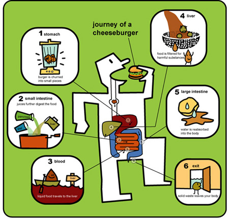 Digestive System Diagram Unlabeled - ClipArt Best