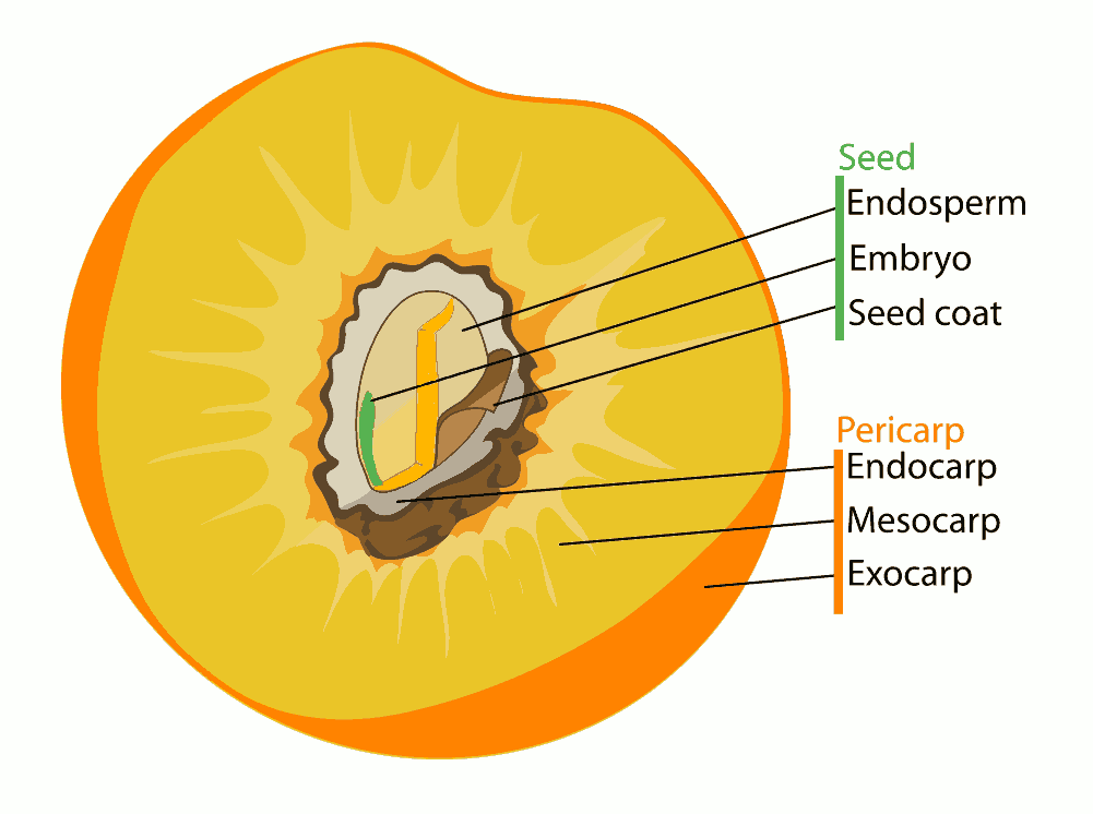 Chloroplast Diagram