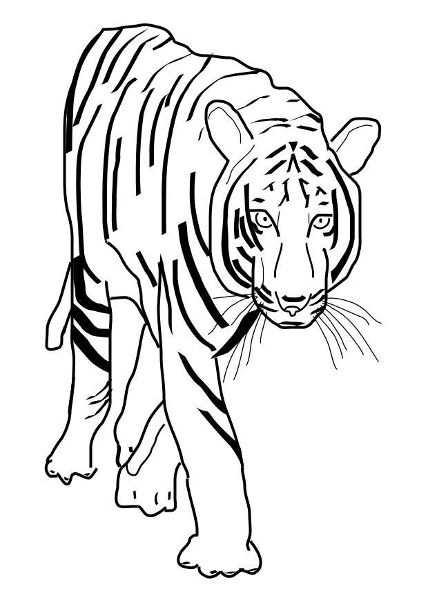 coloring pages tiger | Maria Lombardic