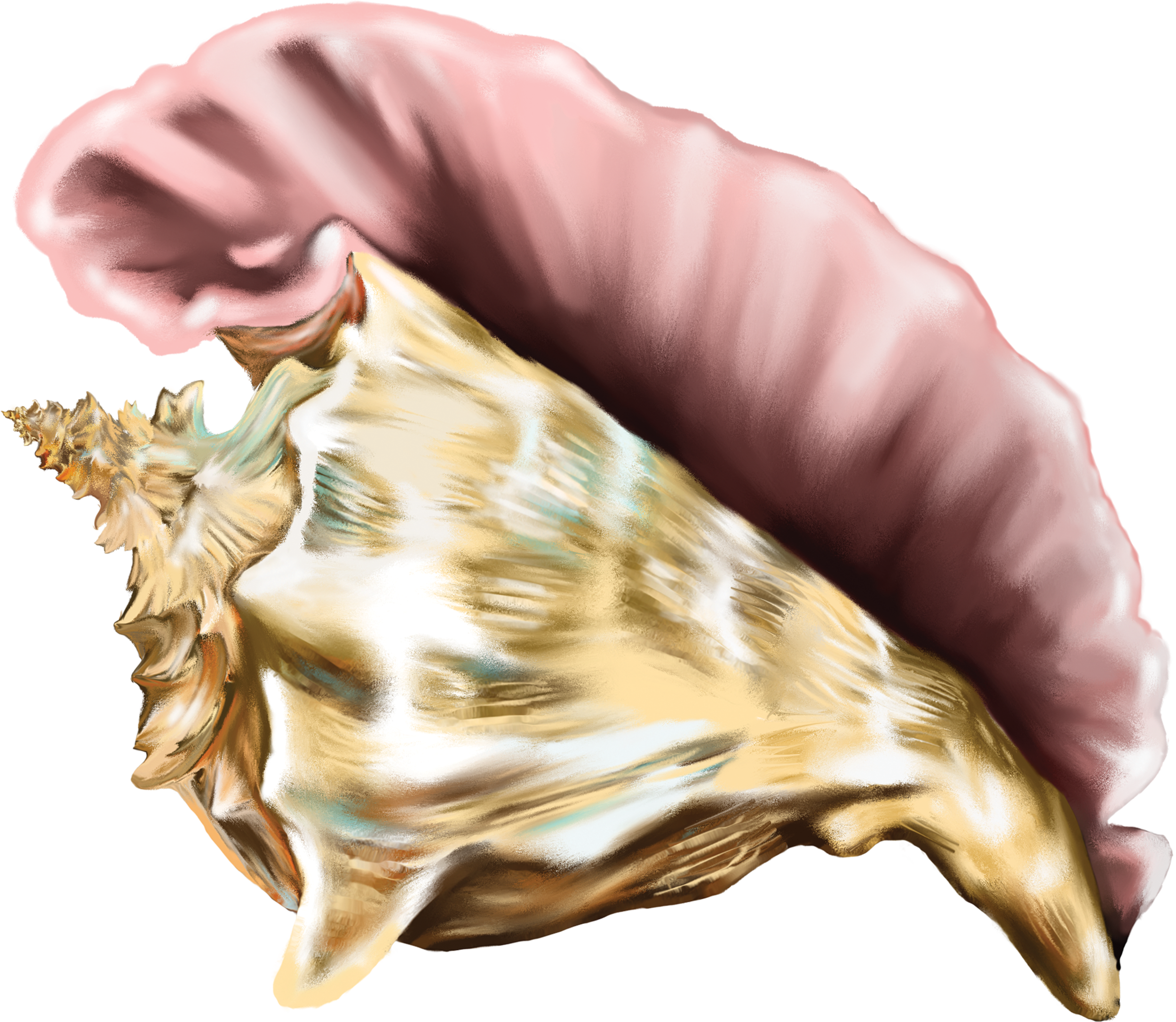 Conch Shell Clip Art - Gallery - Cliparts.co