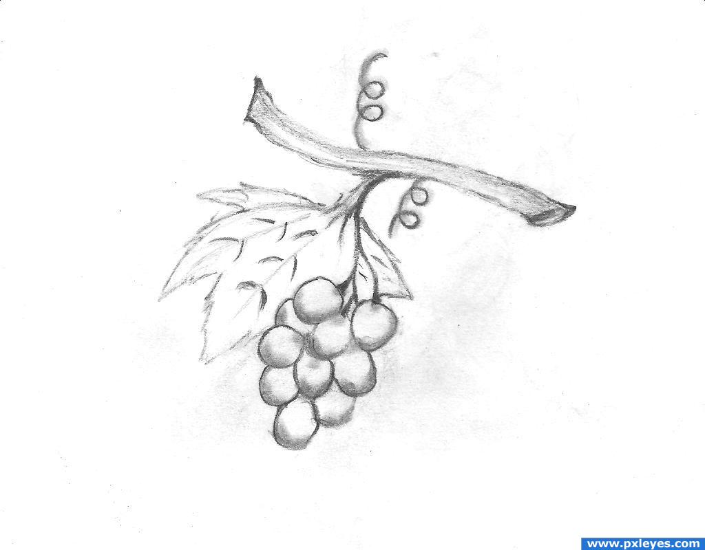 Drawing Contest Pictures of Grapes - Image Page 1 - pxleyes.com