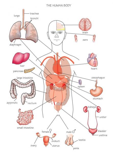 Diagram of Internal Organs | Tutorvista.com