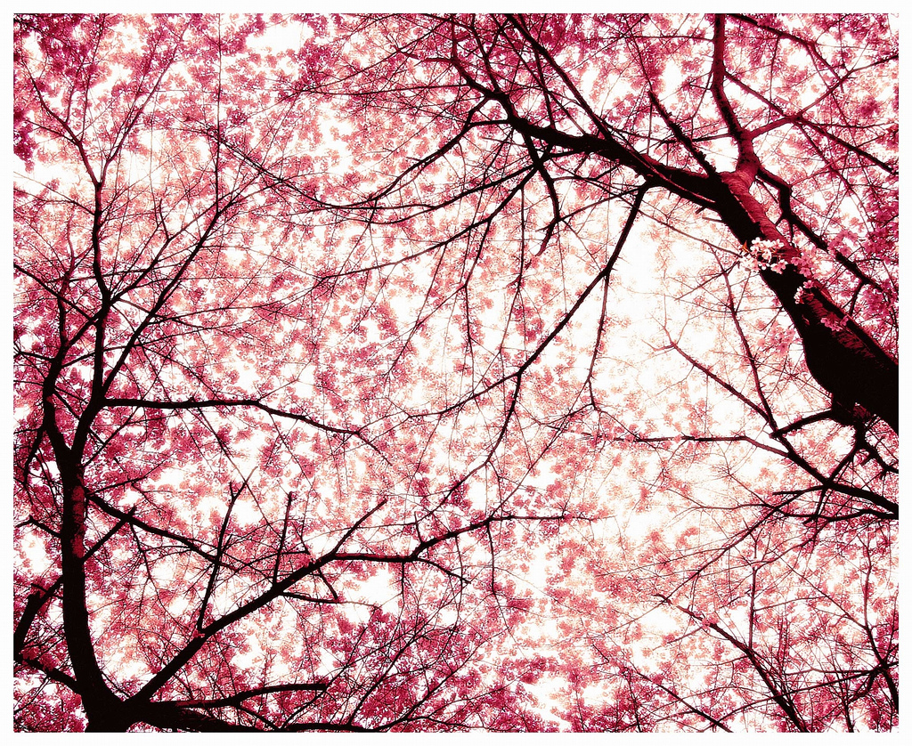 Cherry Blossom Sky Photo by kimchaney | Photobucket