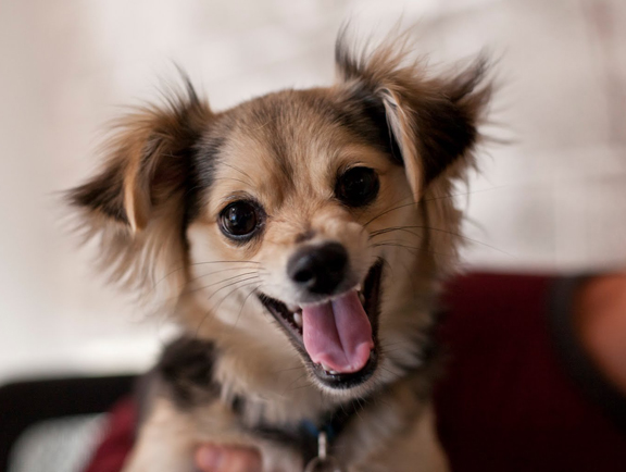 Snickers angry smile - The Water Bowl Blog | Found Animals ...