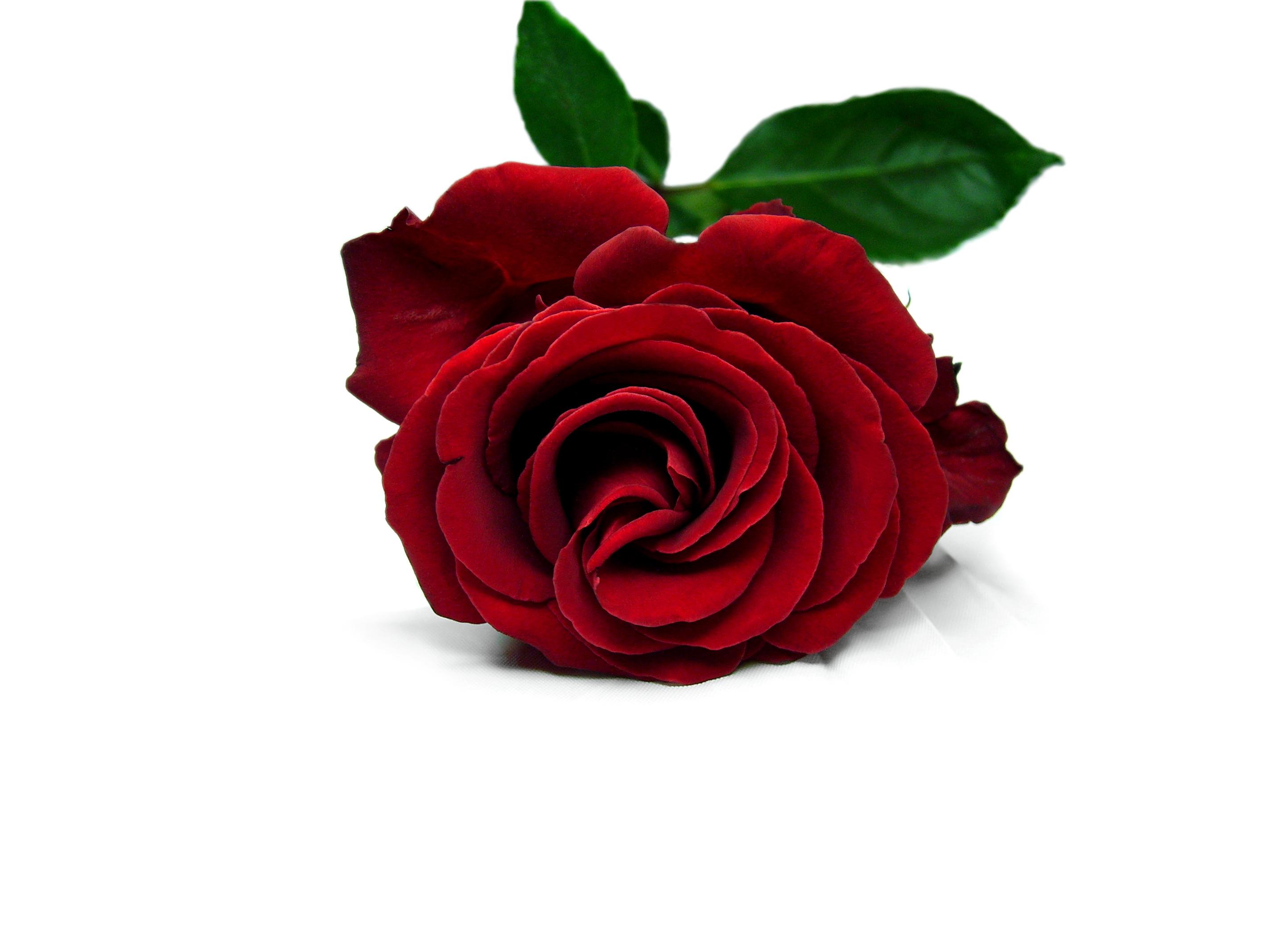 Red Rose Wallpapers - Flowers Wallpapers
