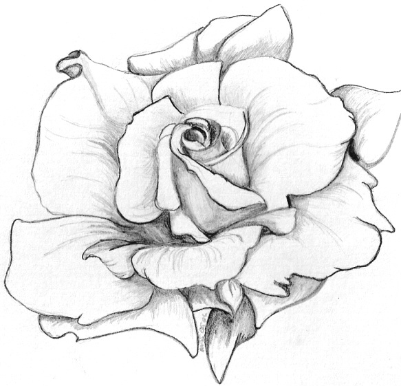 White Rose Drawing | DrawingSomeone.com