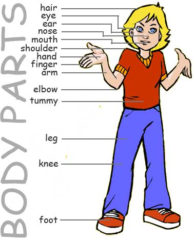 Body Parts | ESL Lesson Plan « ESL Vietnam Zone