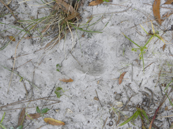 Florida Panther footprint | Project Noah