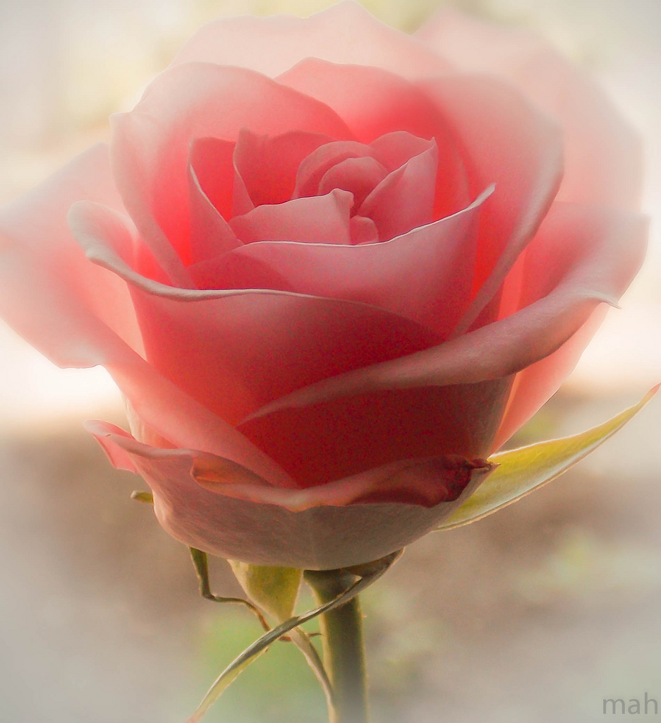 Single Pink Rose | Flickr - Photo Sharing!
