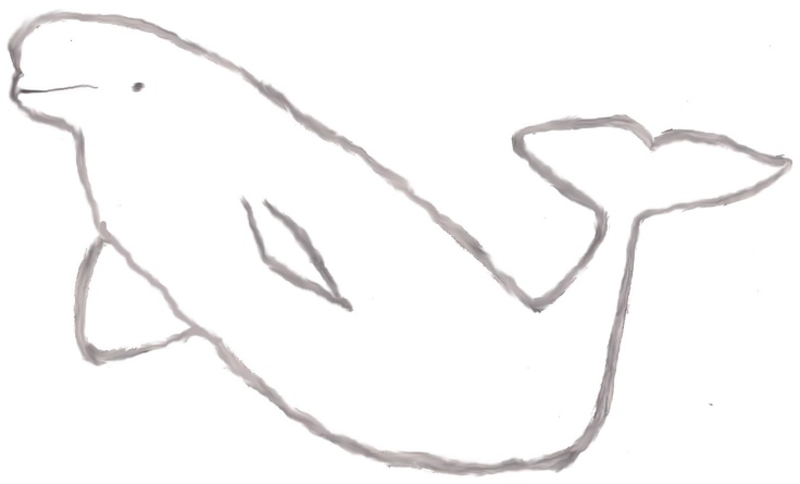 A sketch of a beluga whale | Ocean Drawings | Pinterest
