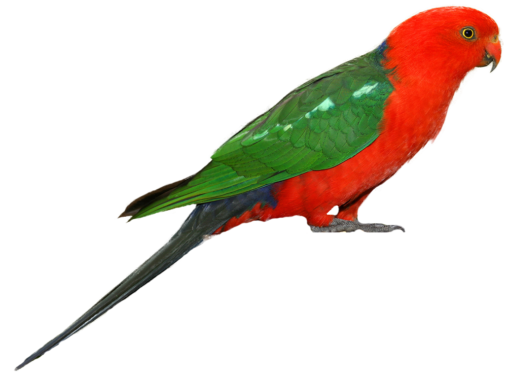 Selected Bird Images