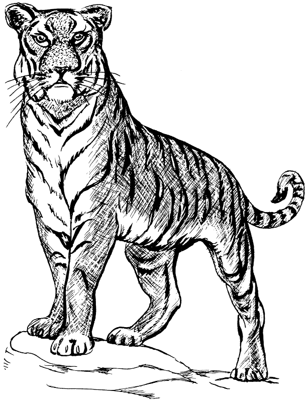 Free Tiger Clipart, 1 page of Public Domain Clip Art