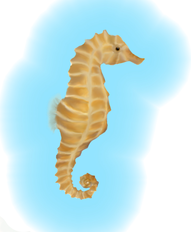 Simple Seahorse by oceans-dream on deviantART