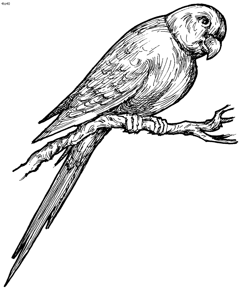 Parrot Border Coloring Page Parrot Border Coloring Page