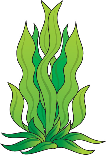 How To Draw Seaweed - ClipArt Best