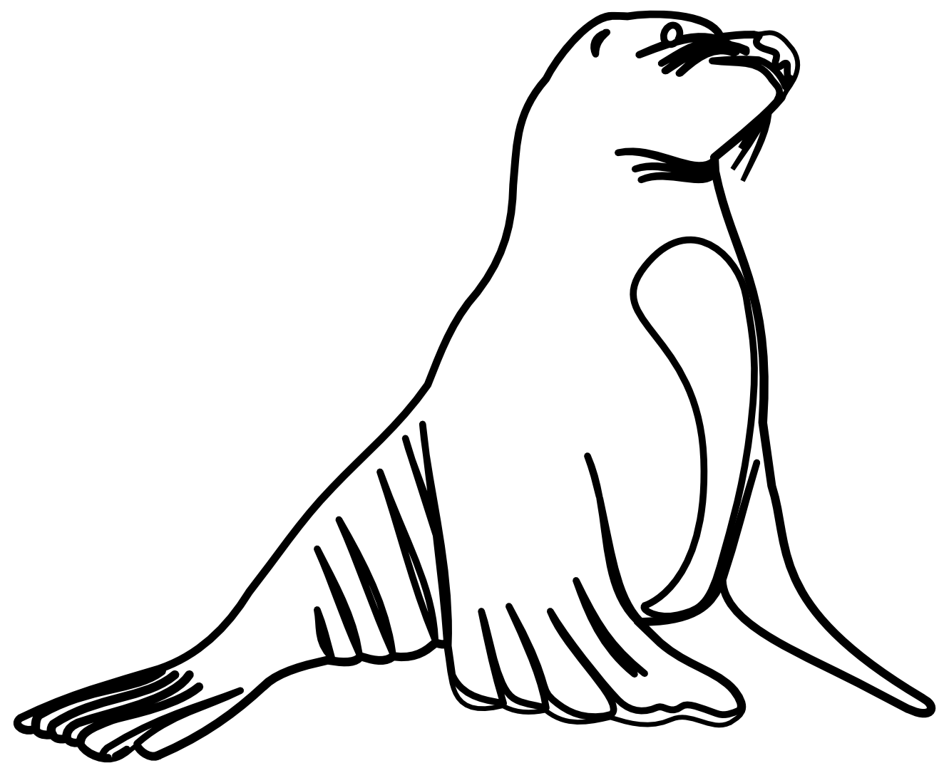 How To Draw A Sea Lion Easily - ClipArt Best
