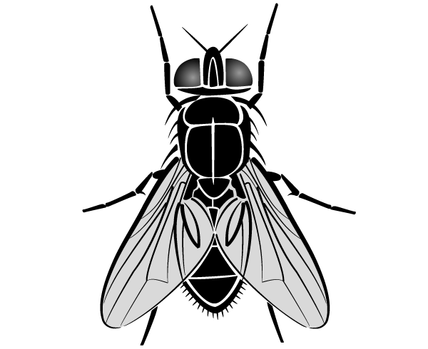 clipart of house fly - photo #14