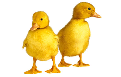 Easter Duckling Clipart Images & Pictures - Becuo