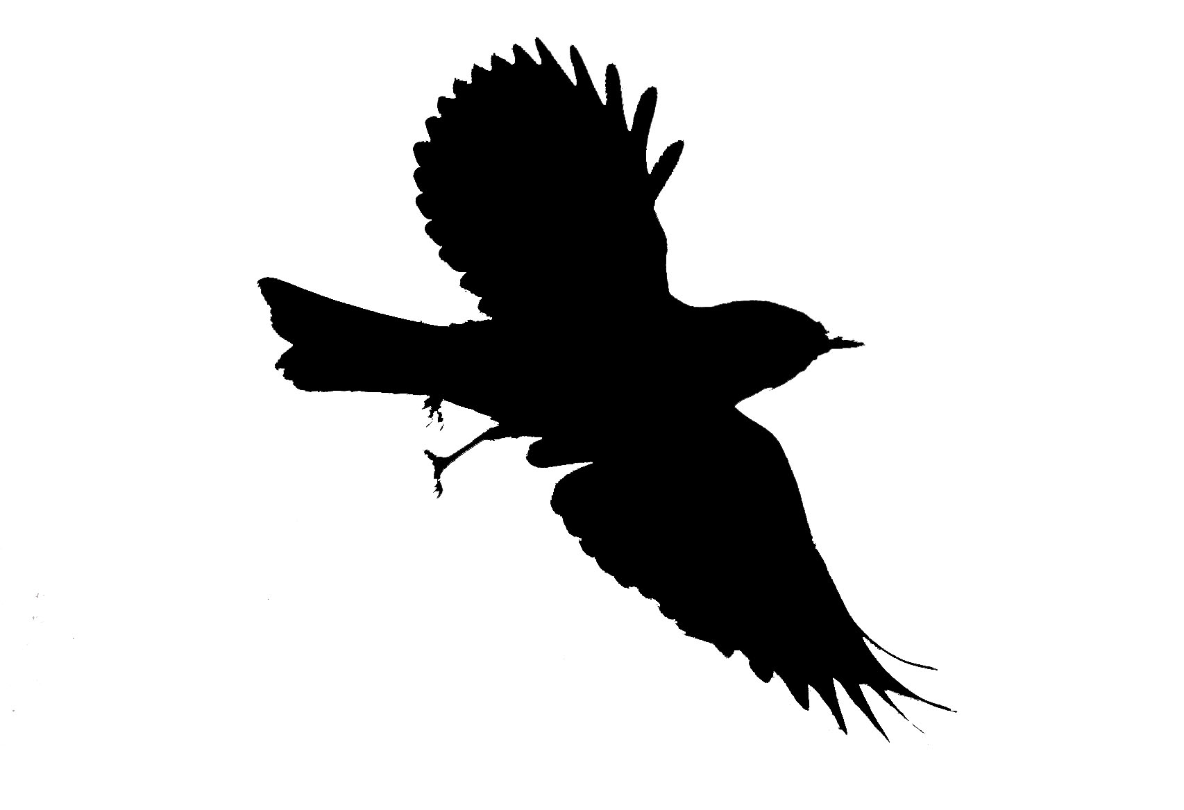 Bird Silhouette Flight - ClipArt Best