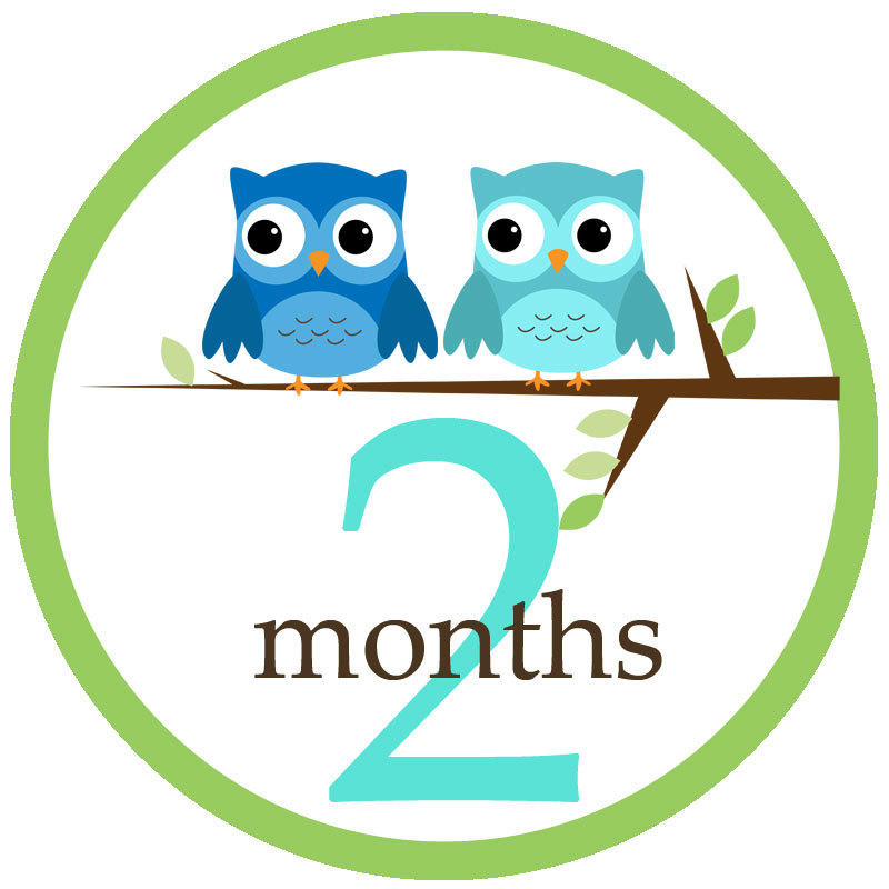 Baby boy owl monthly iron on or sticker decal by ABabyNotion