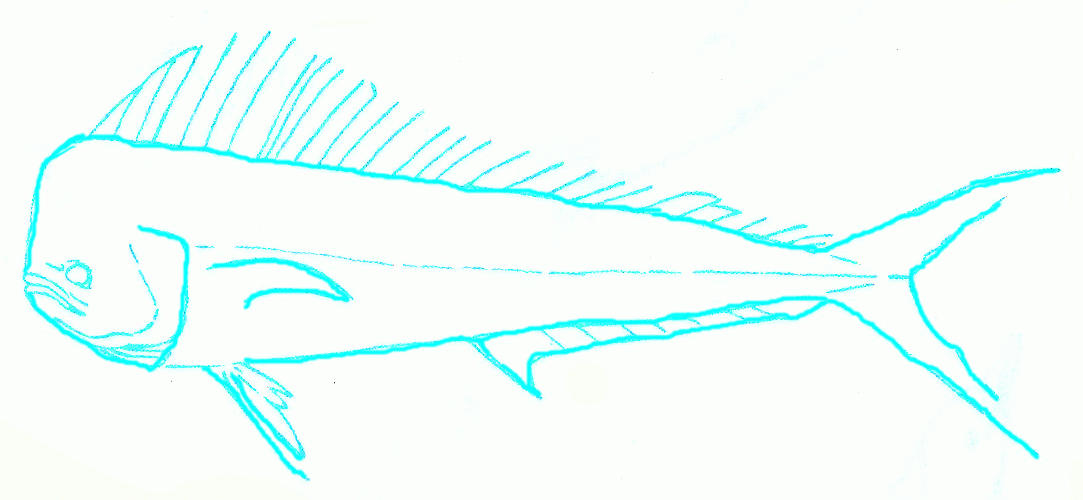 Exam Guide Online - How to Draw a Big Dolphinfish.