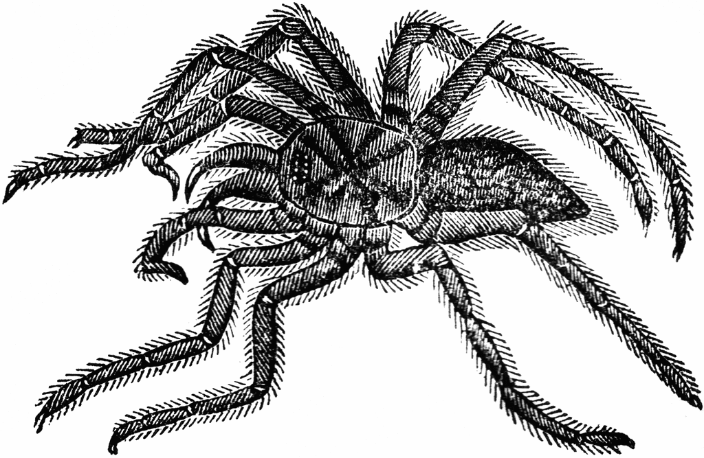 Clip Art Spiders - Cliparts.co